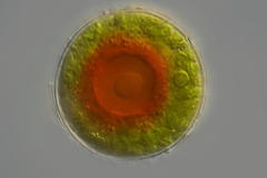 Haematococcus lacustris