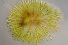Chaetophora sp.
