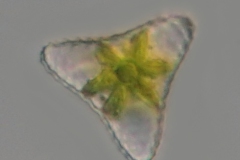 Tetraedron sp.