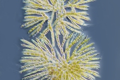 Chaetophora sp.