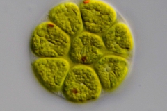 Pandorina morum