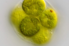 Pandorina morum
