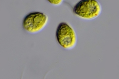 Gonium sociale