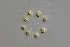 Dictyospaerium pulchellum