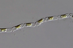 Geminella sp.