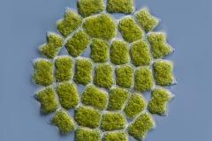 Pediastrum boryanum