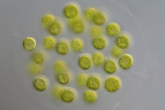 Sphaerocystic schroeteri