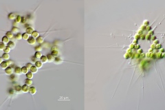 Micractinium bornhemiense