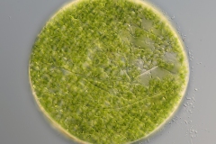 Eremosphaera viridis - 155-µm