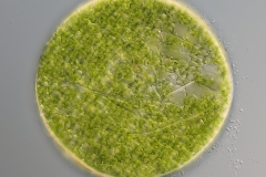 Eremosphaera viridis