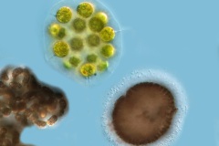 Eudorina elegans und Trachelomonas