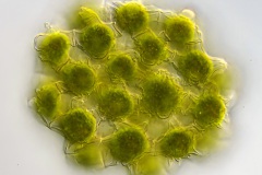 Coelastrum pulchrum