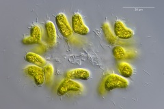 Dimorphococcus lunatus 1