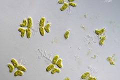 Dimorphococcus lunatus 2