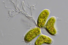 Dimorphococcus lunatus 3
