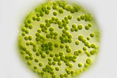 Eremosphaera viridis (1)