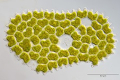 Pediastrum angulosum