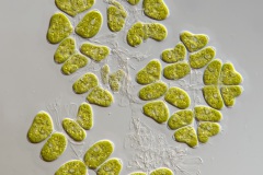 Dimorphococcus lunatus (1)