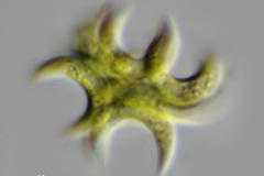Selenastrum bibraianus