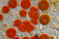 Haematococcus pluvialis