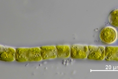 Klebsormidium sp.