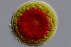 Haematococcus pluvialis