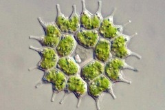Pseudopediastrum boryanum
