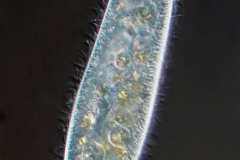 Paramecium caudatum, das Pantoffeltier