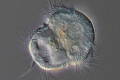 Urocentrum turbo