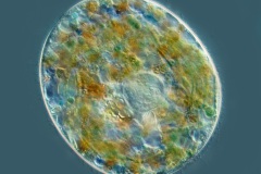 Nassula ornata