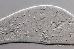 Ophryoglena flava