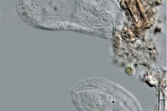 Chilodonella uncinata (1)