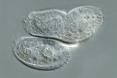 Chilodonella uncinata 2