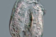 Chilodonella uncinata 3