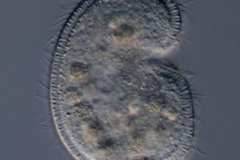 Colpoda lucida