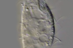 Cyrtolophosis mucicola