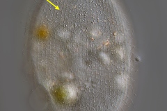 Lembadion bullinum (1)