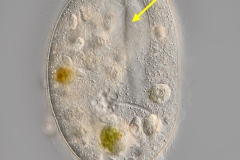 Lembadion bullinum 2