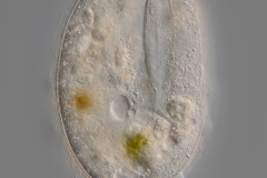 Lembadion lucens
