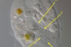 Lembadion bullinum 4