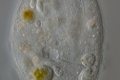 Lembadion bullinum 3