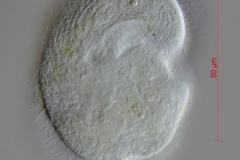 Colpoda cucullus