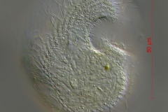 Colpoda cucullus
