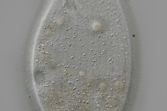 Colpidium kleini