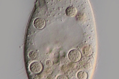 Colpidium kleini