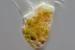Limnostrombidium styliferum