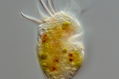 Limnostrombidium styliferum