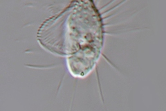Cyclidium glaucoma