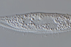 Loxophyllum helus