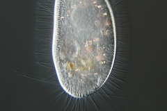 Pleuronema coronatum